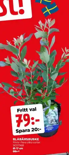 Jem&Fix Blåbärsbuske erbjuda