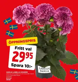 Jem&Fix Dahlia labella grande erbjuda