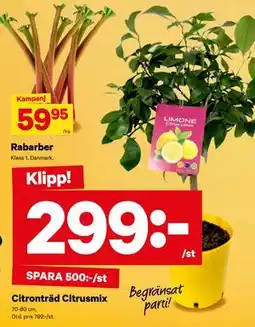 City Gross Citronträd Citrusmix erbjuda