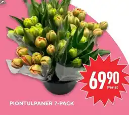 Willys Piontulpaner 7-pack erbjuda