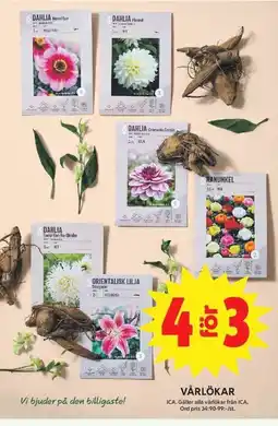 ICA Maxi Vårlökar erbjuda