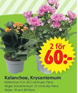 ICA Supermarket Kalanchoe, Krysantemum erbjuda
