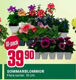 ÖoB SOMMARBLOMMOR erbjuda
