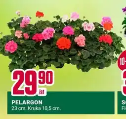 ÖoB PELARGON erbjuda