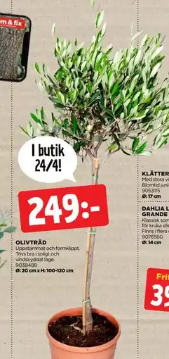 Jem&Fix OLIVTRÄD erbjuda