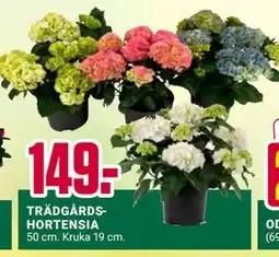 ÖoB TRÄDGÅRDSHORTENSIA erbjuda