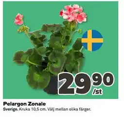 Coop Daglivs Pelargon Zonale erbjuda