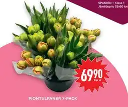 Willys Hemma PIONTULPANER 7-PACK erbjuda