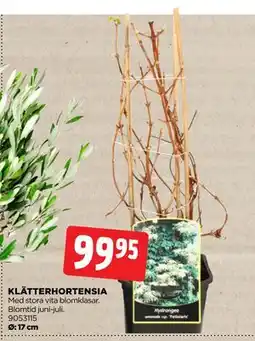 Jem&Fix KLÄTTERHORTENSIA erbjuda