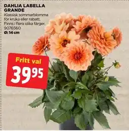 Jem&Fix DAHLIA LABELLA GRANDE erbjuda