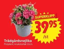 Nya Pulsen Trädgårdsnejlika erbjuda