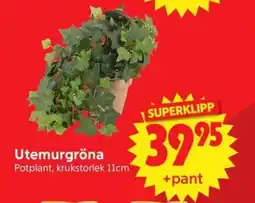 Nya Pulsen Utemurgröna erbjuda