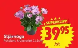 Nya Pulsen Stjärnöga erbjuda