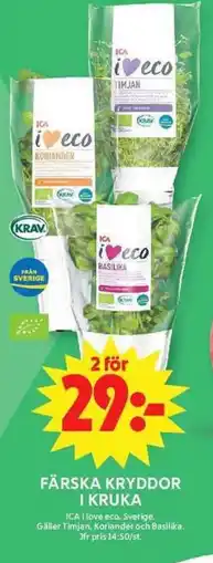 ICA Maxi ICA Färska kryddor i kruka erbjuda