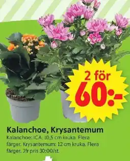 ICA Supermarket Kalanchoe, krysantemum erbjuda