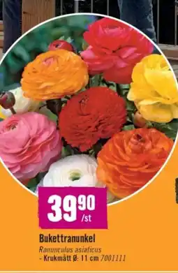 Hornbach Bukettranunkel erbjuda