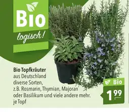 Citti Bio Topfkräuter erbjuda
