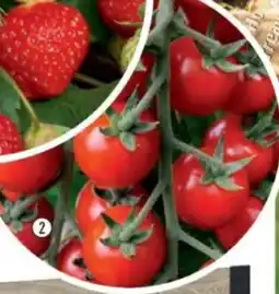 Hornbach Tomater erbjuda