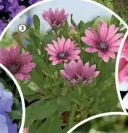 Hornbach Stjärnöga erbjuda