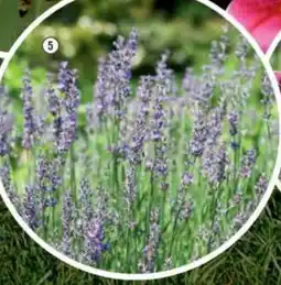 Hornbach Lavendel 'Felice' erbjuda