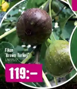 Hornbach Fikon 'Brown Turkey erbjuda