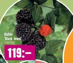 Hornbach Hallon 'Black Jewel erbjuda