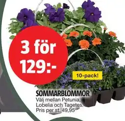 Bauhaus SOMMARBLOMMOR erbjuda