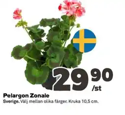 Coop Konsum Pelargon Zonale erbjuda