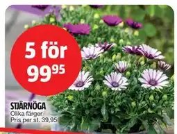 Bauhaus STJÄRNÖGA erbjuda