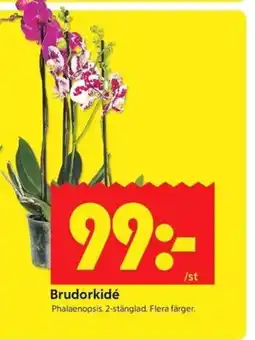 ICA Kvantum Brudorkidé erbjuda