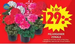 ICA Maxi Pelargoner zonale erbjuda