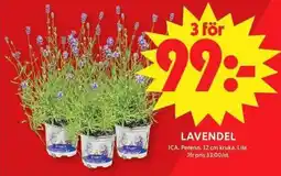 ICA Maxi Lavendel erbjuda