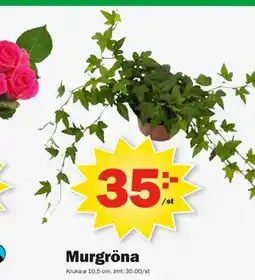 Pekås Murgröna erbjuda