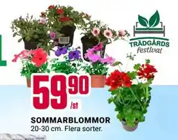 ÖoB SOMMARBLOMMOR erbjuda