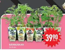 Willys Hemma BÄRBUSKAR erbjuda