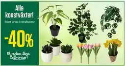 ÖoB Alla konstväxter! erbjuda