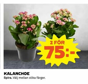 Coop Daglivs Kalanchoe erbjuda