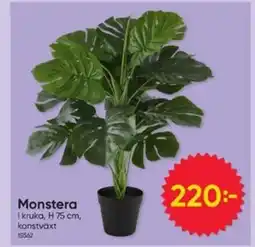 DollarStore Monstera erbjuda