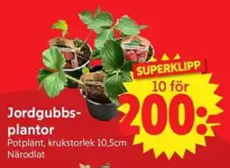 Nya Pulsen Jordgubbs- plantor erbjuda
