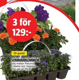 Bauhaus SOMMARBLOMMOR erbjuda