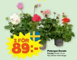 Stora Coop Pelargon Zonale erbjuda