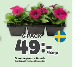 Stora Coop Sommarplantor 6-pack erbjuda