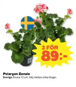 Coop Pelargon zonale erbjuda