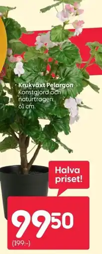 Rusta Krukväxt Pelargon erbjuda