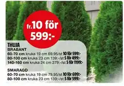 Bauhaus THUJA erbjuda