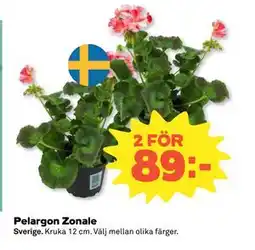 Coop Daglivs Pelargon Zonale erbjuda