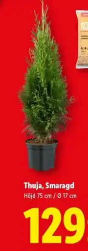 Lidl Thuja, Smaragd erbjuda