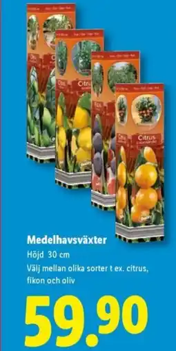 Lidl Medelhavsväxter erbjuda