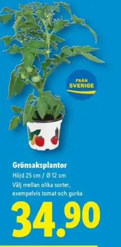 Lidl Grönsaksplantor erbjuda