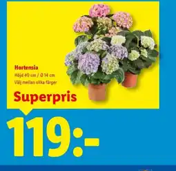 Lidl Hortensia erbjuda
